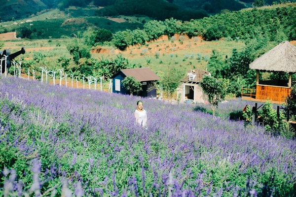 Hoa pháo xác tháng 12 Đà Lạt