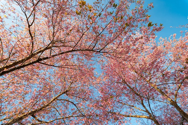 Hoa mai anh đào báo hiệu một năm mới sắp đến