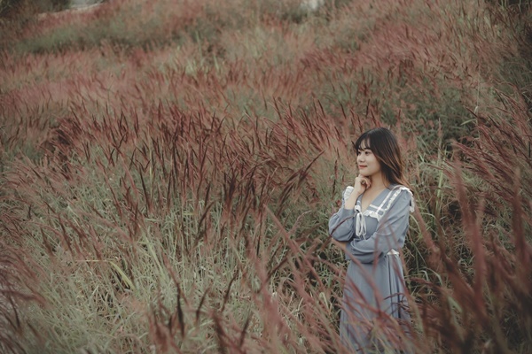 Cỏ đuôi chồn Đà Lạt