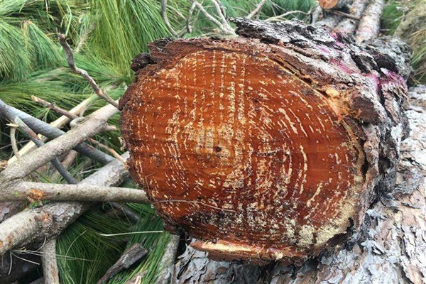 Những cây thông chỉ vừa bị đón vì vẫn còn chảy nhựa