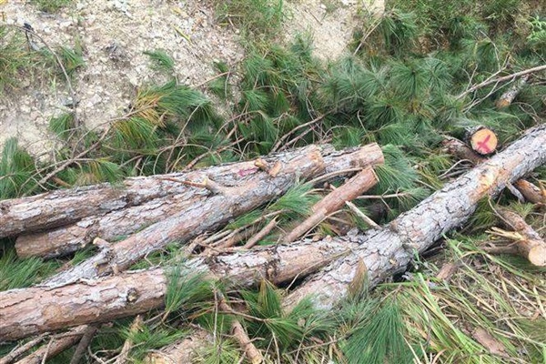 Những cây thông với tuổi đời lâu năm