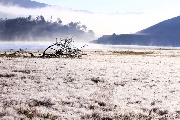 Canh Dong Co Tuyet Da Lat