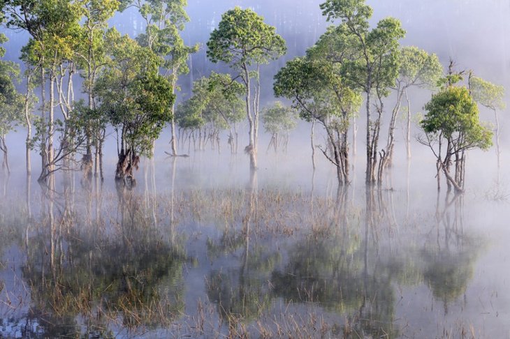 Rung Ngap Nuoc Da Lat Huyen Ao Trong Suong Mai