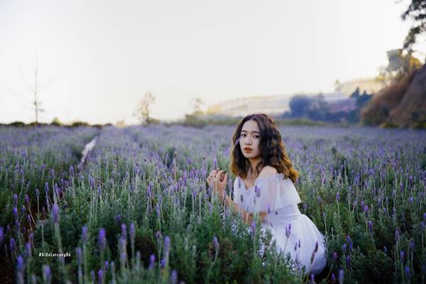 Lavender Tui Thuong Nho