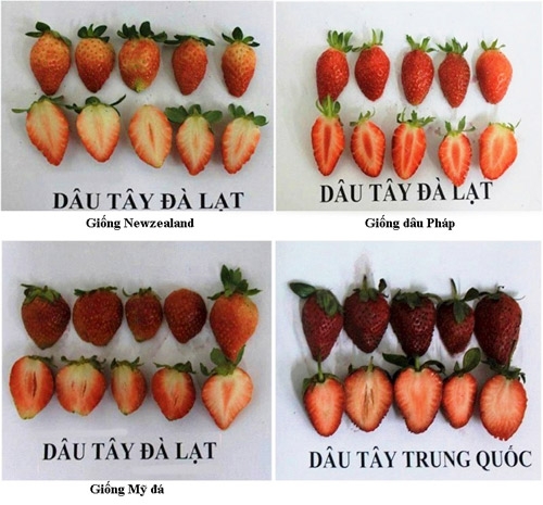 Dau Tay Dalat Va Dau Tay Trung Quoc 3