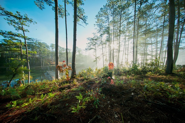 Bidoup Nui Ba Da Lat