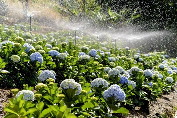 Những bông hoa cẩm tú cầu đang khoe sắc