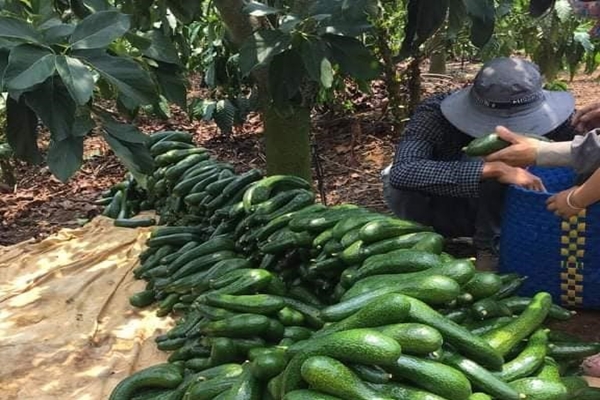 Bo Da Lat Chin Mua Nao