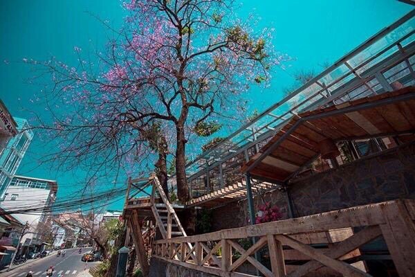 Quán cà phê An sở hữu 5 gốc anh đào cổ thụ