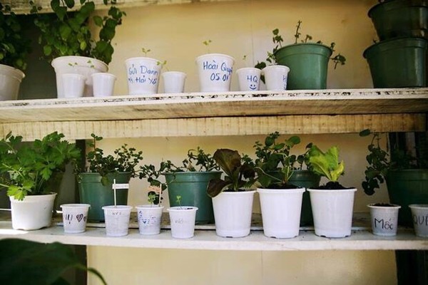 Những chậu cây đầy ý nghĩa tại An cà phê