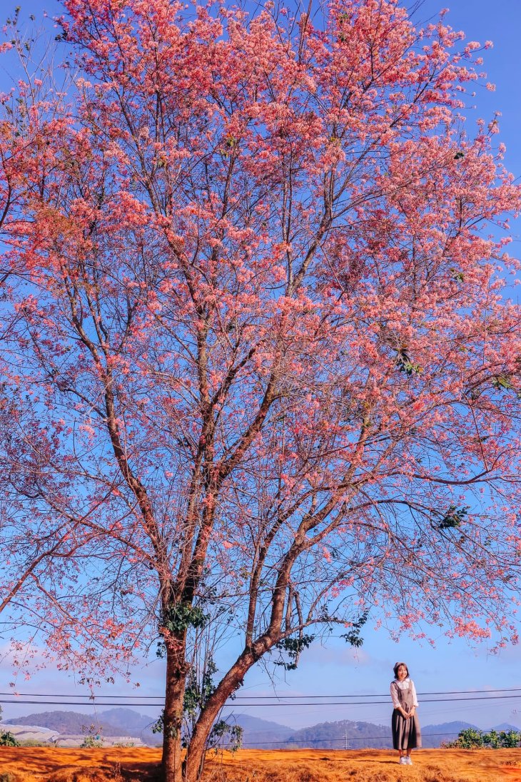 138346700 860603871442325 478740171947308449 N