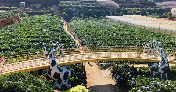 Cau Vang Da Lat 9418