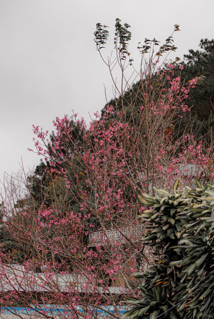 269873529 2749323692038378 9025731887621272987 N