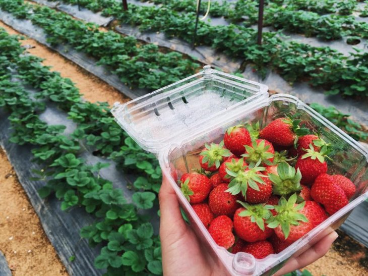 1508488930651 Vuon Dau Chu Hung 4 6365914486678246