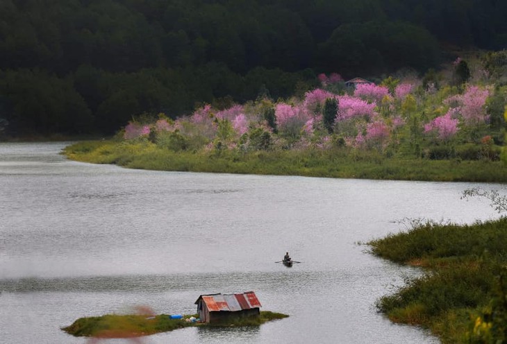 Hoa mai anh đào ở hồ Tuyền Lâm thường nở muộn - Ảnh: Sam Sam
