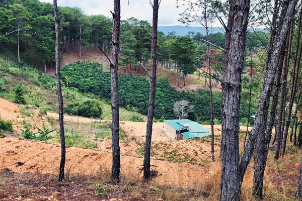 Rừng thông ở Lâm Đồng bị ủi phá lấy đất