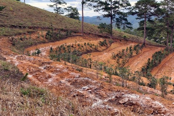 Rừng thông ở Lâm Đồng bị ủi phá lấy đất