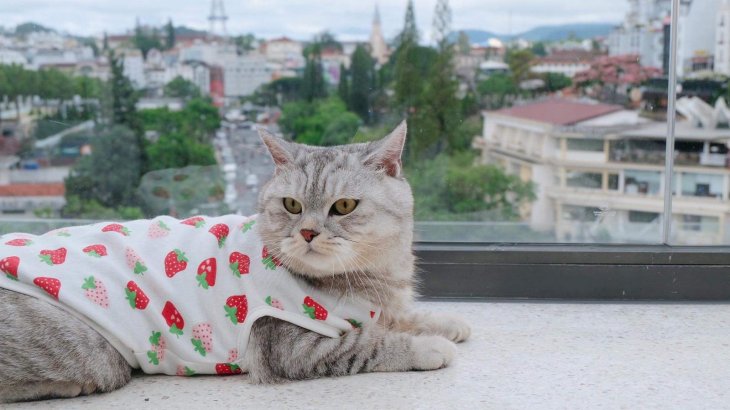 ảnh chụp đà lạt từ trên cao ở tasty