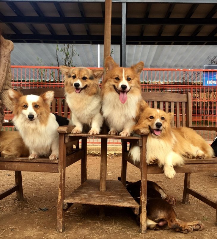 Cafe Cho Da Lat Puppy Farm
