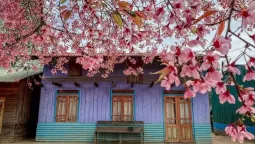 Mùa mai anh đào Đà Lạt 2024 & Những điều cần biết