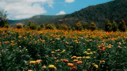 Hai vườn hoa bất tử Đà Lạt đẹp như truyện cổ tích