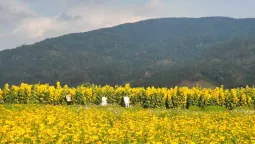 Đà Lạt tháng 3 có hoa gì? Thời tiết ra sao?