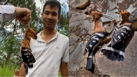 Đà Lạt: Xử phạt hành chính 10 triệu đồng cho người bắn chết chim đầu rìu