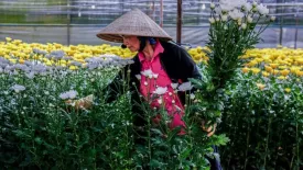 Sắc hoa Đà Lạt buồn lặng đầu vụ Tết Nguyên Đán