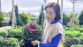 Mua cải kale về chơi Tết ở Đà Lạt, bạn đã thử chưa?