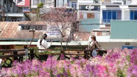 Ngắm nhìn Đà Lạt ngày Mùng 1 Tết Ất Tỵ…