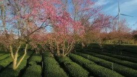 Lượng du khách Đà Lạt giảm đáng kể trong dịp Tết Nguyên Đán 2025