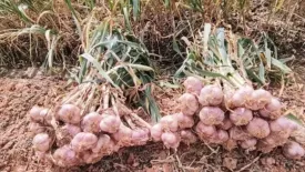 Tỏi tím Đà Lạt – Giữ gìn giá trị khác biệt của nông sản cao nguyên