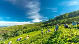 Xuân Trường - “Điểm nhấn” du lịch, xã anh hùng, cái nôi cách mạng của Đà Lạt