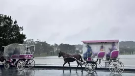 Đà Lạt Chính Thức Dừng Hoạt Động Xe Ngựa Quanh Hồ Xuân Hương