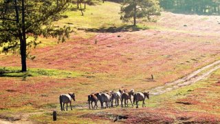 Sắp diễn ra lễ hội cỏ hồng Đà Lạt lần thứ 3 năm 2019