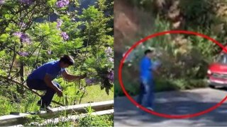 Nam du khách bẻ phượng tím Đà Lạt khiến nhiều người bức xúc