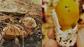 Thú vui hái nấm của người dân Đà Lạt sau mùa mưa