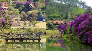 Đà Lạt mộng mơ giữa sắc tím của hoa Pơ Ra Nhằng