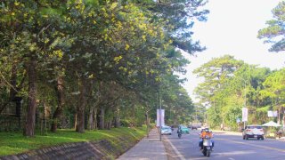 Đông sang, ghé Đà Lạt chiêm ngưỡng sắc hoa Mimosa