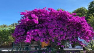 Lùng cho ra những địa điểm check-in cùng hoa giấy cực xịn ở Đà Lạt