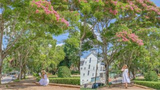 Đi ngang mùa phượng hồng Đà Lạt rực rỡ, chợt bồi hồi vấn vương về mùa hè năm ấy