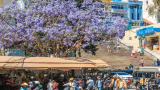 Có thể bạn chưa biết: Đà Lạt sở hữu 5 sắc phượng đẹp ngất ngây lòng người