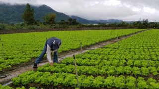 Giá rau Đà Lạt tăng cao ngất ngưởng, thương lái tranh nhau mua