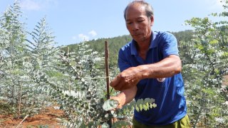 Trồng cây đô la thu hoạch lá, người dân Đà Lạt bội thu