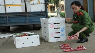 Phát hiện 3,5 tấn dâu nghi của Trung Quốc 'bay' vào Đà Lạt