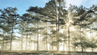 “Mùa Trồng Cây” đáng nhớ khơi gợi sự đoàn kết của người dân Đà Lạt thập niên 1950