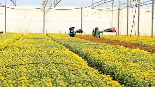 Hoa cúc Đà Lạt khan hiếm giữa mùa dịch Covid-19