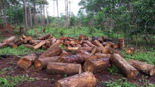 Rừng thông tiếp tục bị 'xẻ thịt', ngang nhiên dựng nhà trái phép trên đất rừng