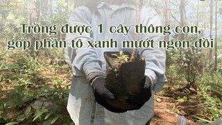 Chặng đường đến ngày phủ xanh cho Đà Lạt đã gần kề