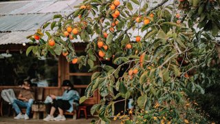 Mùa hồng sắp đến, mong dịch mau qua để kịp checkin những khu vườn mùa thu